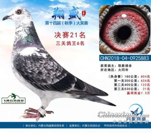 翔盛双关鸽王亚军,三关鸽王六名