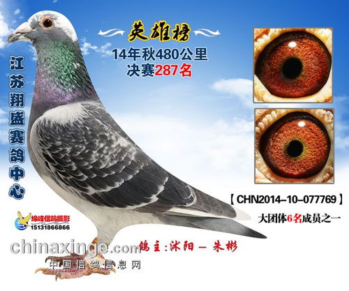 2014江苏翔盛赛鸽中心获奖鸽照片286 290