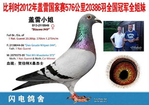 17年内蒙翔盛公棚538公里5242羽决赛5名双关鸽王冠军的平辈欣赏出售,此2羽鸽子为荷兰国家赛亚军奶酪硬汉直子女,郑毅洁作育