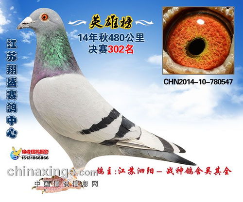 2014江苏翔盛赛鸽中心获奖鸽照片301 305