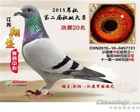 江苏军胜鸽艺 中信网铭鸽展厅 www.ag188.com