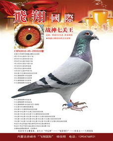 飞翔鸽苑 中信网铭鸽展厅 www.ag188.com