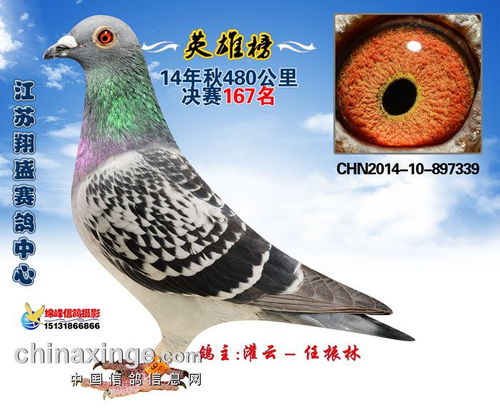 2014江苏翔盛赛鸽中心获奖鸽照片166 170