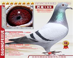 大庆飞雪鸽舍 中信网铭鸽展厅 www.ag188.com