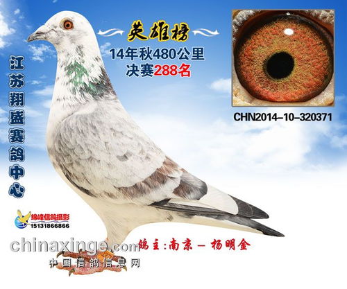 2014江苏翔盛赛鸽中心获奖鸽照片286 290