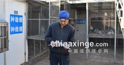 公棚实战名家 沭阳鸽会李汉双