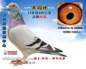 江苏军胜鸽艺 中信网铭鸽展厅 www.ag188.com